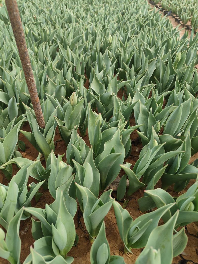 郁金香郁金香花海郁金香种植基地郁金香批发