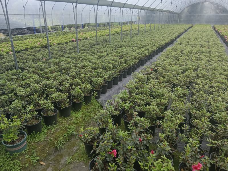 安酷杜鹃2加仑盆苗，四季杜鹃，耐寒耐旱，多季节开花，