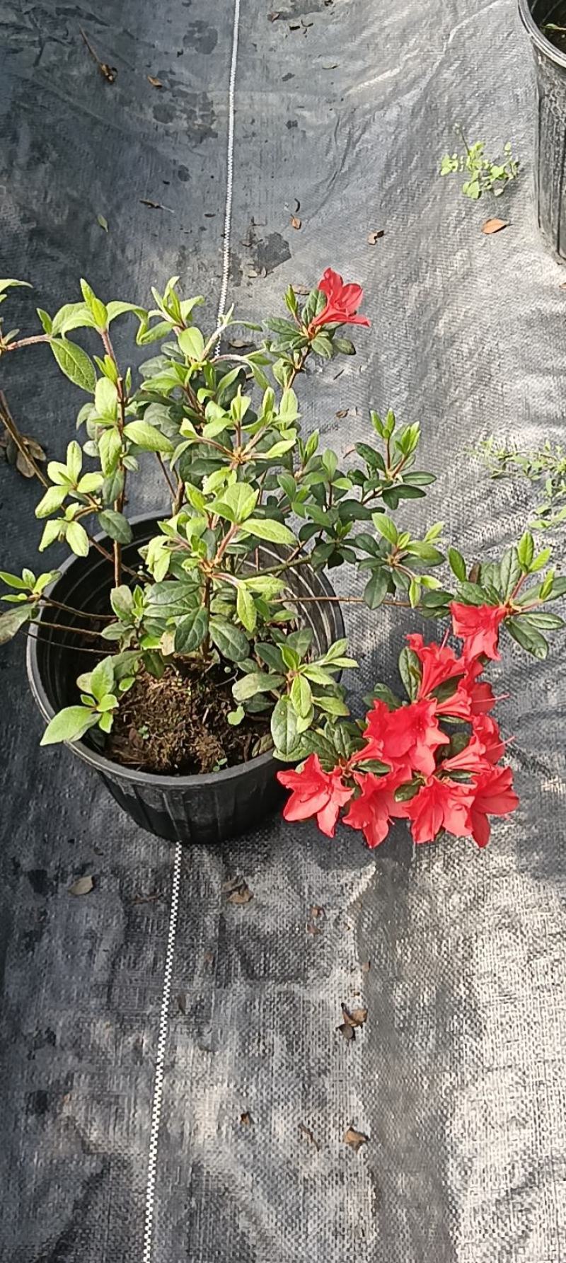 安酷杜鹃2加仑盆苗，四季杜鹃，耐寒耐旱，多季节开花，