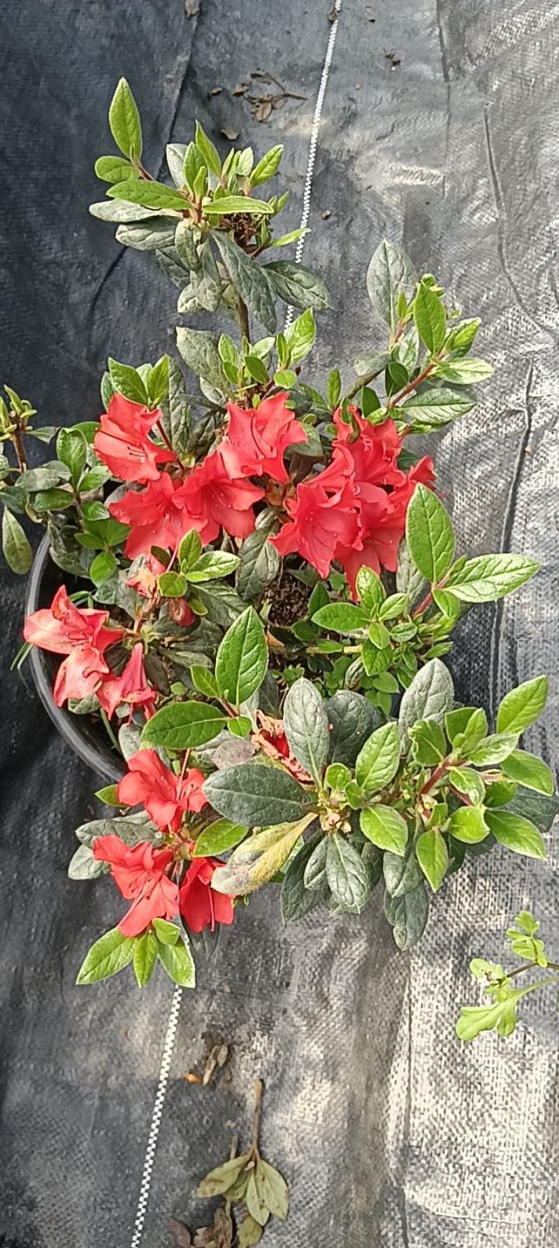 安酷杜鹃2加仑盆苗，四季杜鹃，耐寒耐旱，多季节开花，