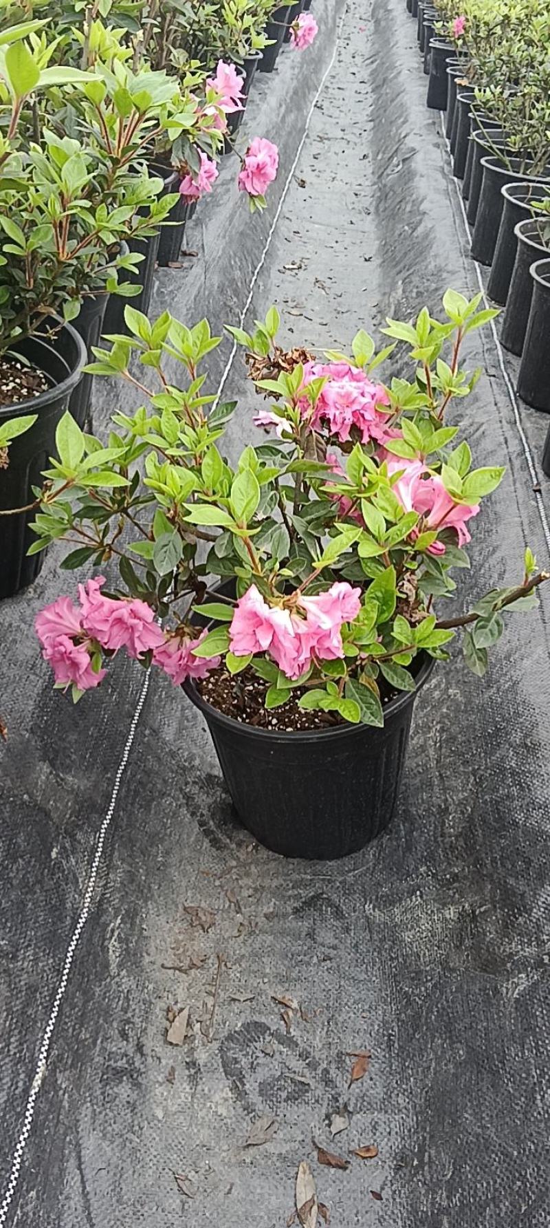 安酷杜鹃2加仑盆苗，四季杜鹃，耐寒耐旱，多季节开花，