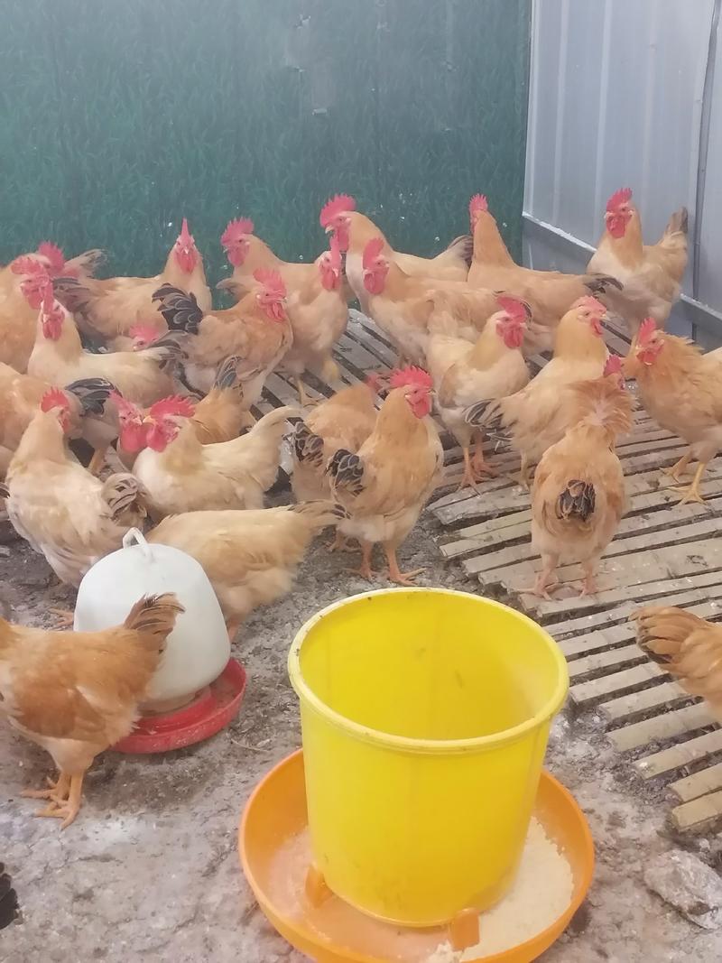 江西散养鸡1.5土黄公鸡，各种规格，2斤半，3斤，4斤