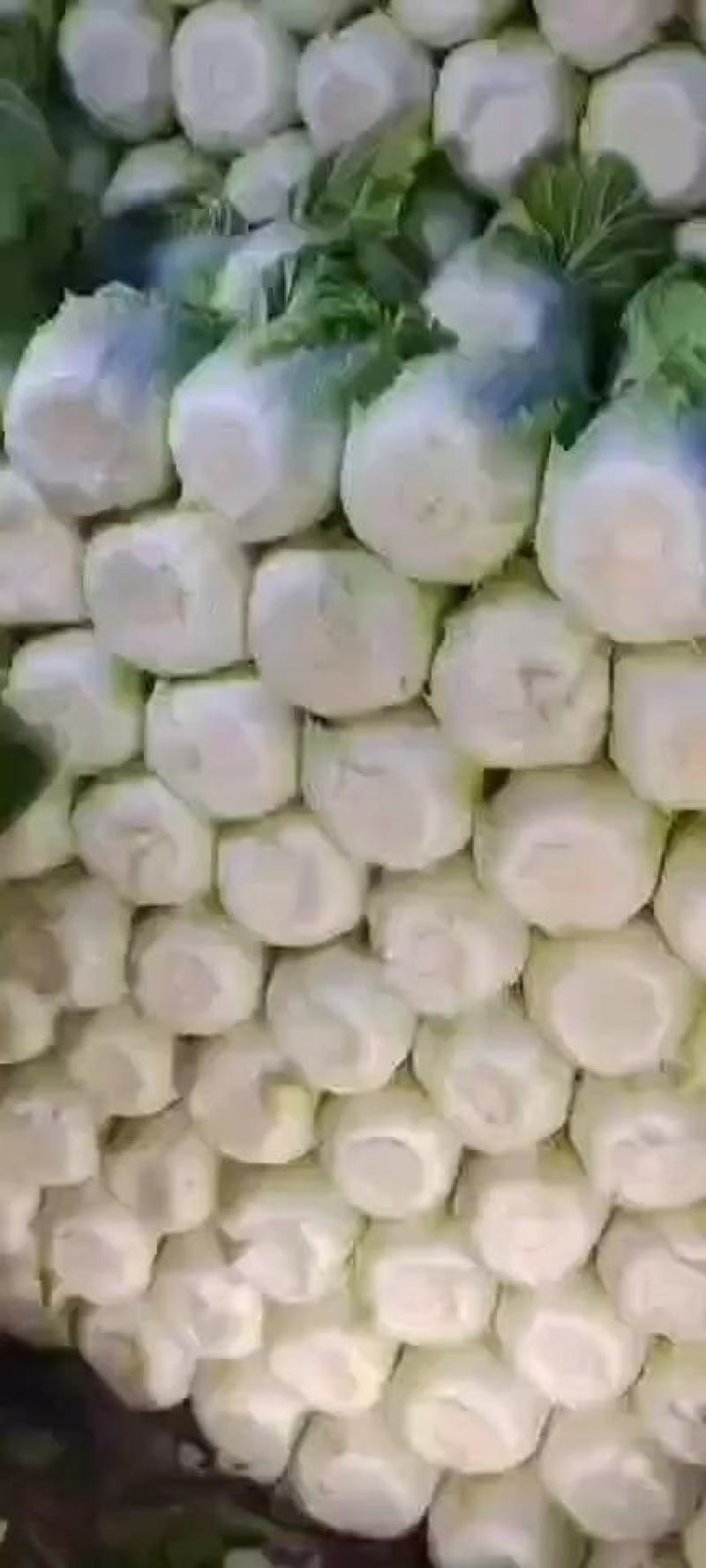 黄心白菜大量上市，河北白菜正在热销中，质量有保证价格实惠