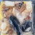 佛跳墙加热即食海鲜鲍鱼罐装块装都有货佛跳墙酒店半成品食材