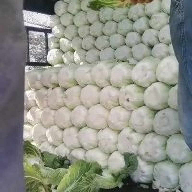 黄心白菜大量上市，河北白菜正在热销中，质量有保证价格实惠