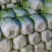 黄心白菜大量上市，河北白菜正在热销中，质量有保证价格实惠