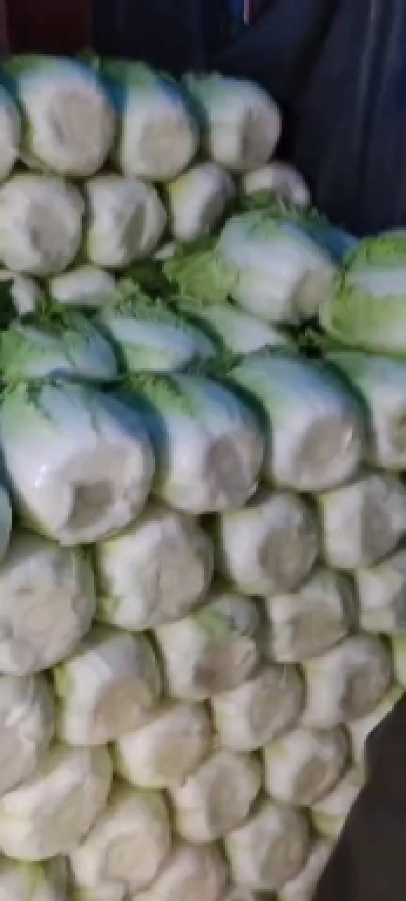 黄心白菜大量上市，河北白菜正在热销中，质量有保证价格实惠