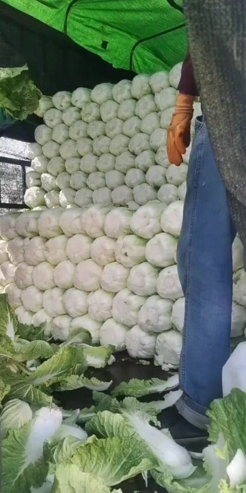 黄心白菜大量上市，河北白菜正在热销中，质量有保证价格实惠