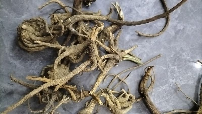 野生前胡货不多了