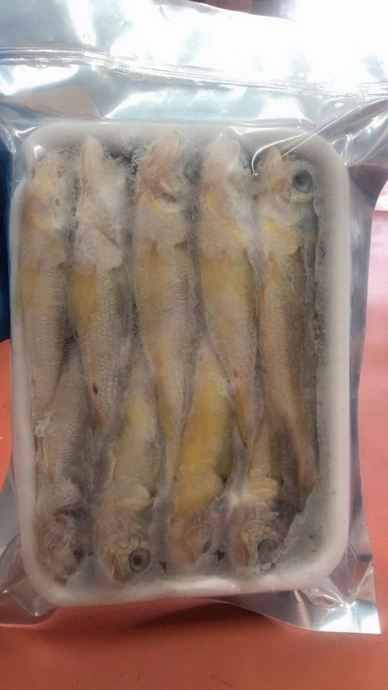 小黄鱼