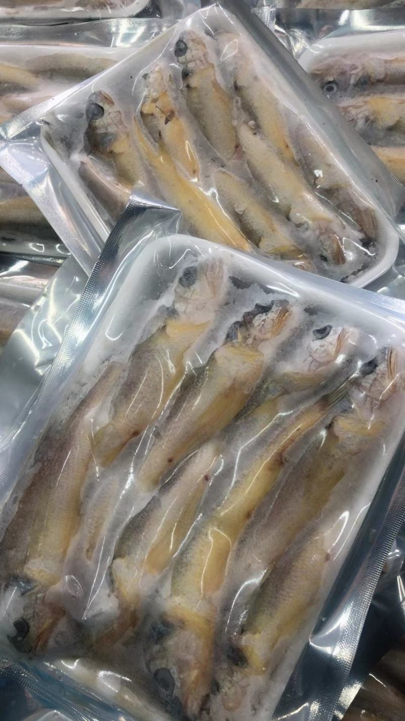 小黄鱼