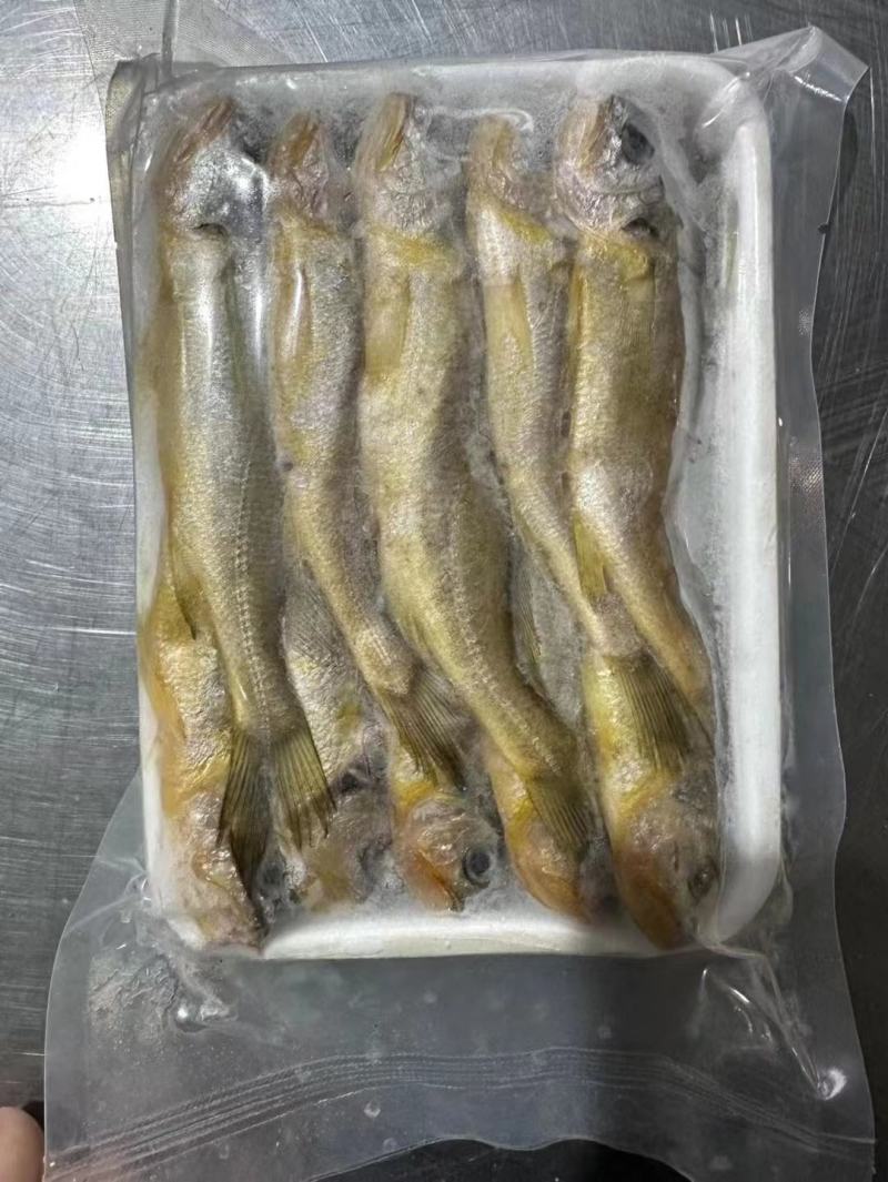 小黄鱼