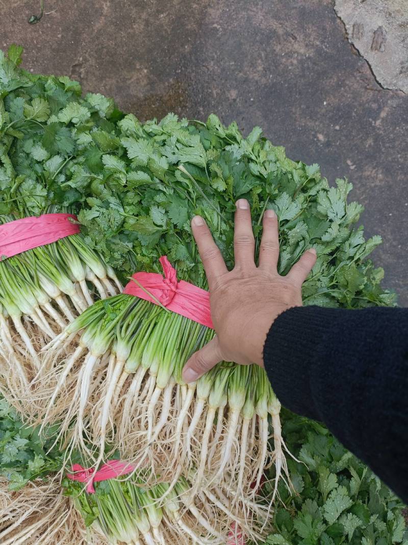 大叶香菜水洗净菜香味浓厚手工好