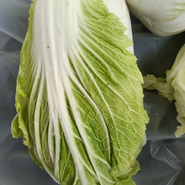陕北榆林大白菜