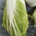 陕北榆林大白菜