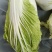 陕北榆林大白菜