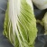 陕北榆林大白菜