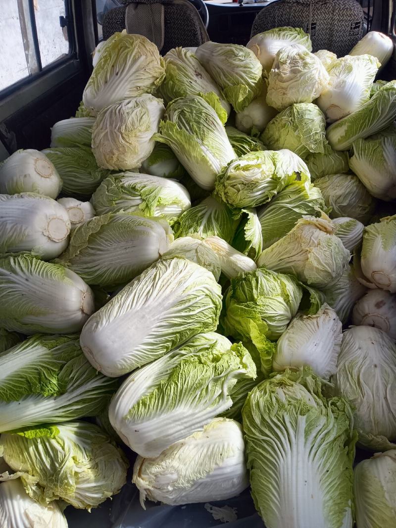 陕北榆林大白菜