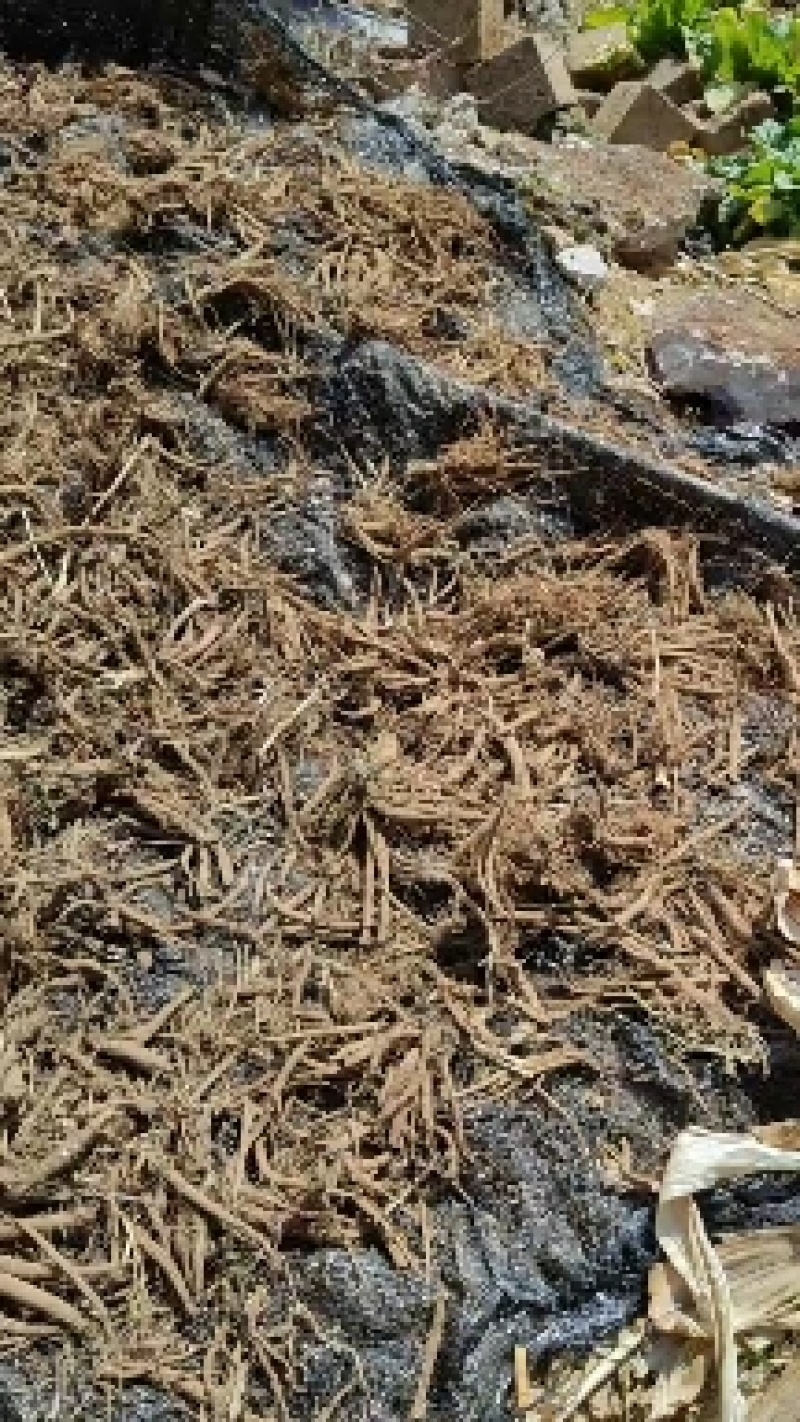 急售续断根干货量大从优最后一吨干货