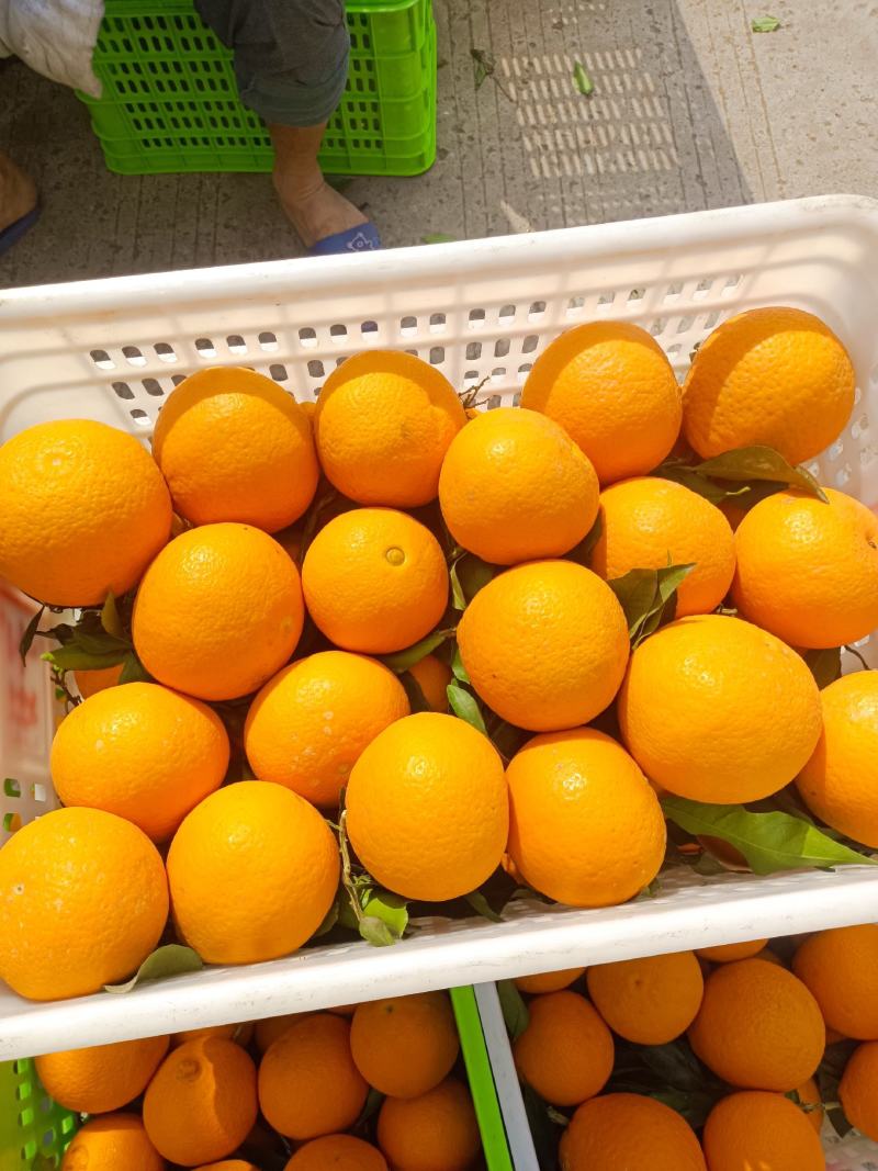 四川青见，皮薄汁多，物美价廉，对接电商团购市场