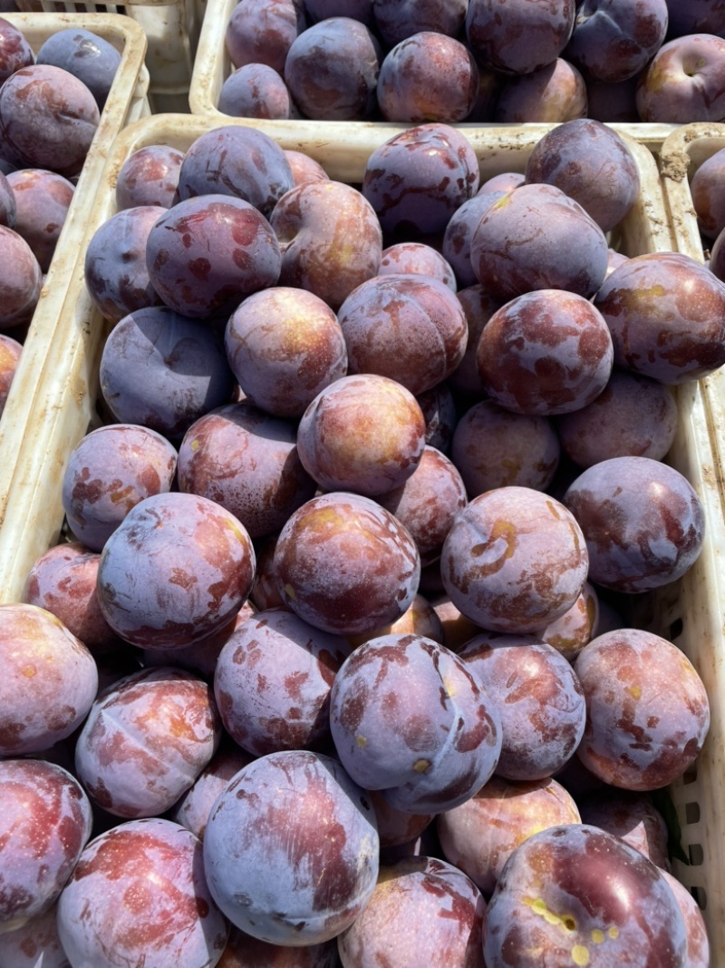 随州李子，奈李，黑布林，红宝石，日供十万斤