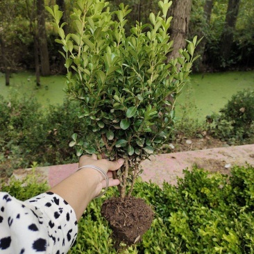 小叶黄杨，色块苗，球类，床苗，规格齐全，基地直供。