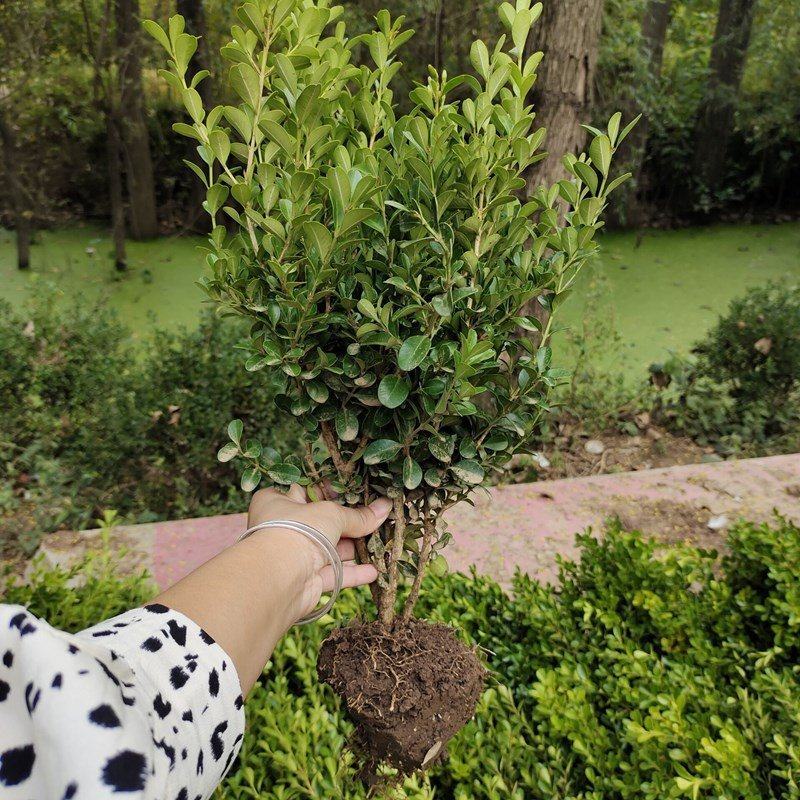 小叶黄杨，色块苗，球类，床苗，规格齐全，基地直供。