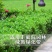 小叶黄杨，色块苗，球类，床苗，规格齐全，基地直供。
