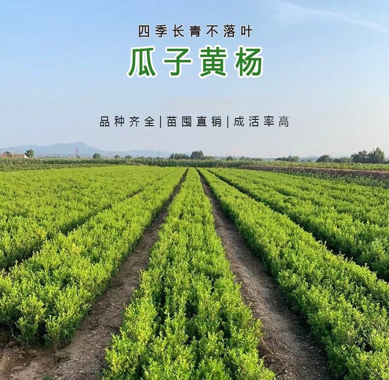 小叶黄杨，色块苗，球类，床苗，规格齐全，基地直供。