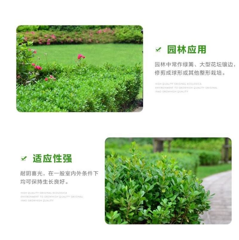 小叶黄杨，色块苗，球类，床苗，规格齐全，基地直供。