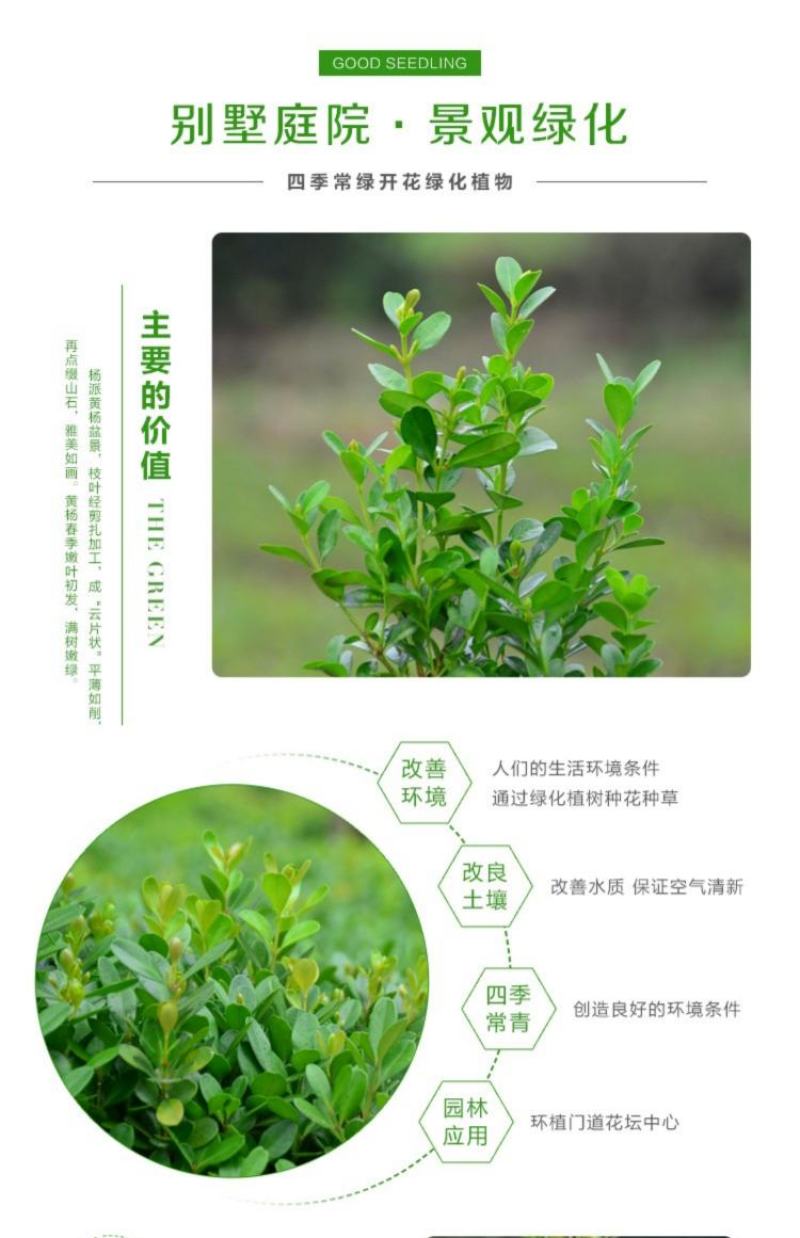 小叶黄杨，色块苗，球类，床苗，规格齐全，基地直供。
