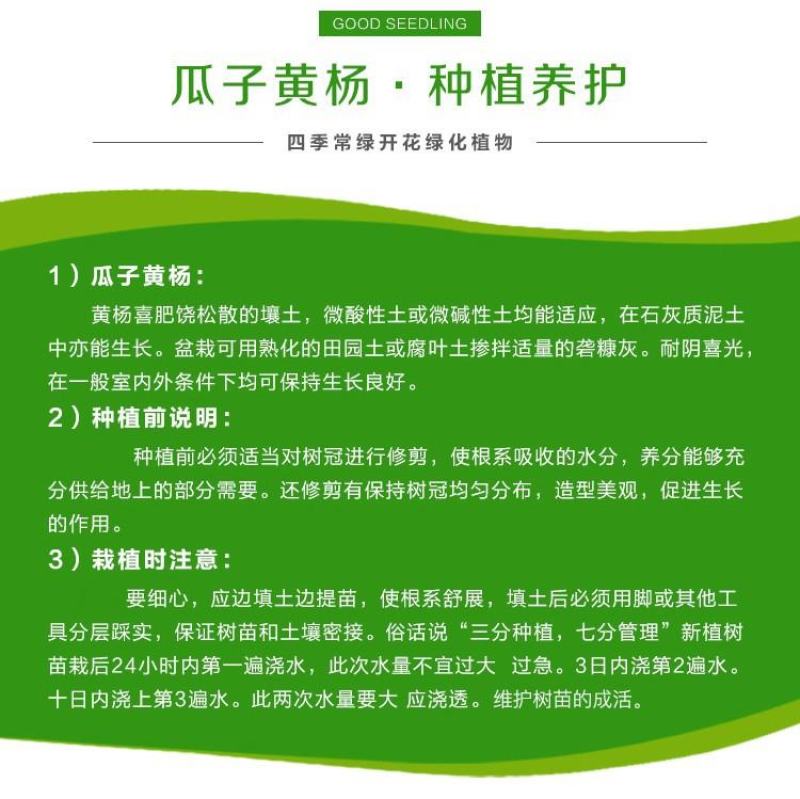 小叶黄杨，色块苗，球类，床苗，规格齐全，基地直供。