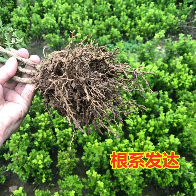 小叶黄杨，色块苗，球类，床苗，规格齐全，基地直供。