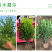 小叶黄杨，色块苗，球类，床苗，规格齐全，基地直供。