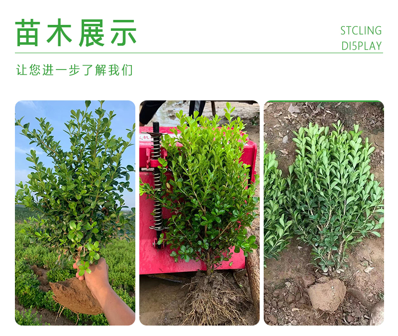 小叶黄杨，色块苗，球类，床苗，规格齐全，基地直供。