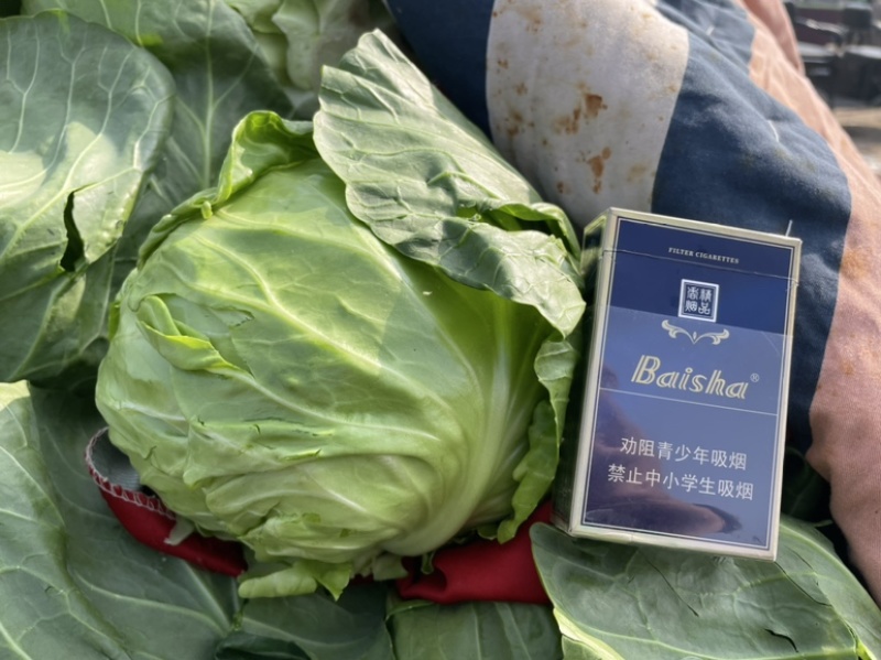 绿甘蓝邯郸产地包菜绿甘蓝大量上市精品质量支持全国发货