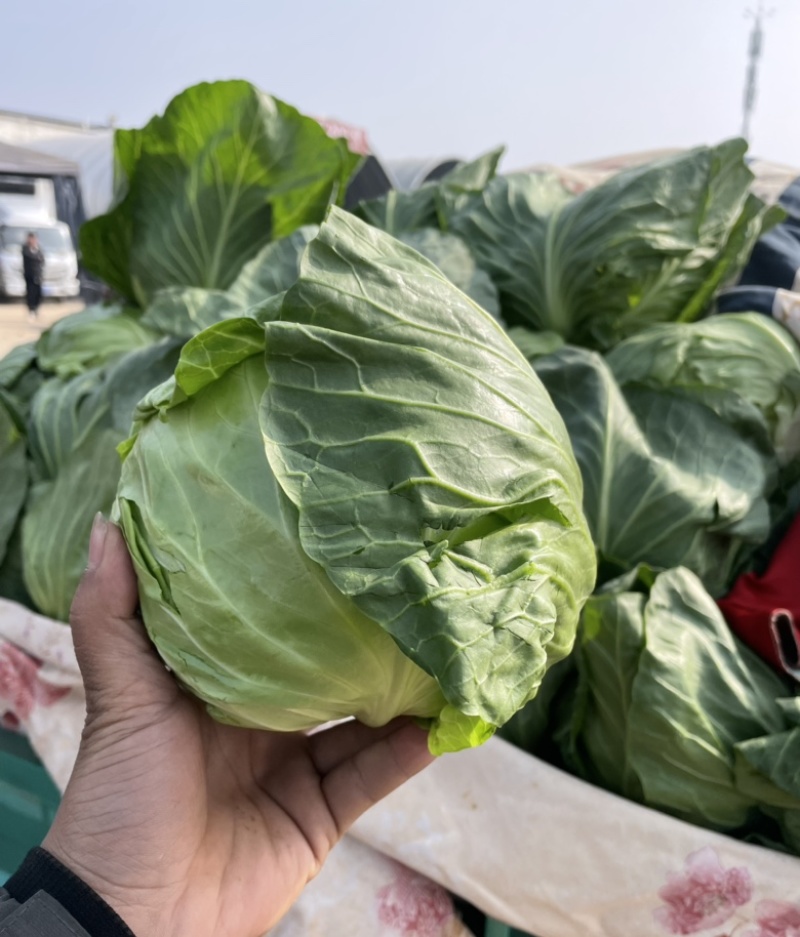 绿甘蓝邯郸产地包菜绿甘蓝大量上市精品质量支持全国发货