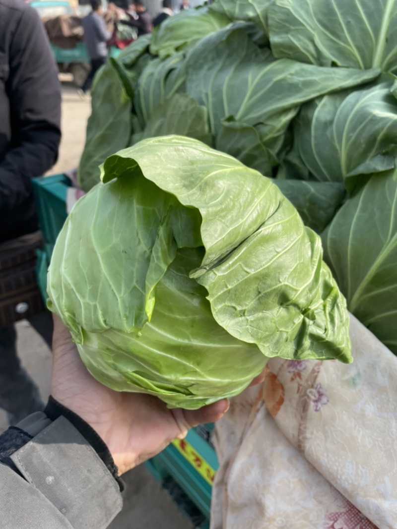 绿甘蓝邯郸产地包菜绿甘蓝大量上市精品质量支持全国发货