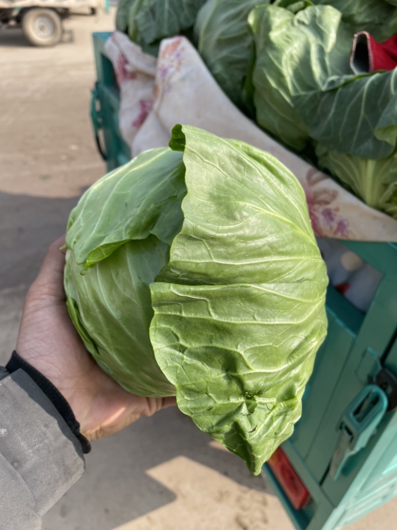绿甘蓝邯郸产地包菜绿甘蓝大量上市精品质量支持全国发货