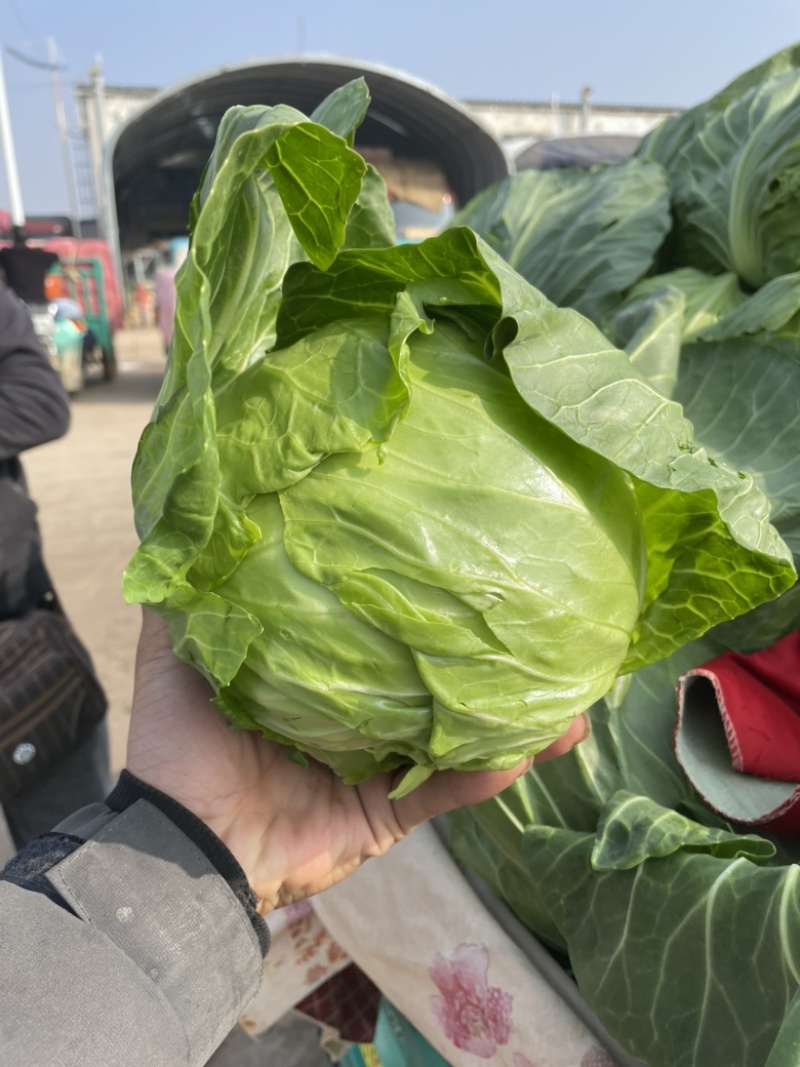 绿甘蓝邯郸产地包菜绿甘蓝大量上市精品质量支持全国发货