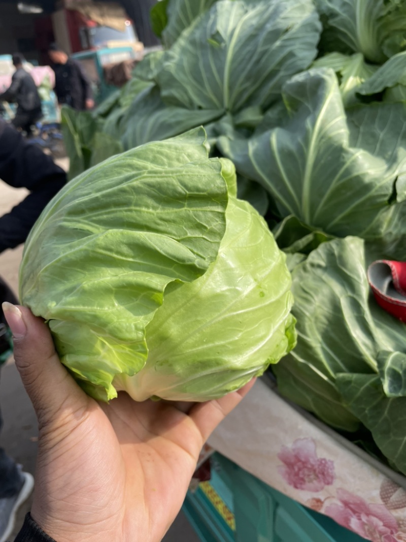 绿甘蓝邯郸产地包菜绿甘蓝大量上市精品质量支持全国发货