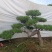 造型松