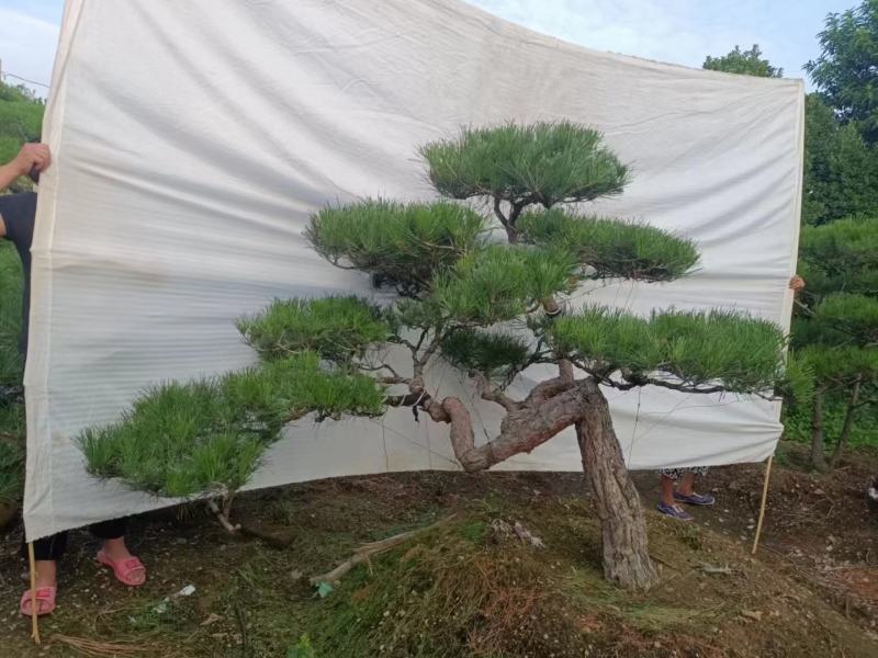 造型松