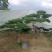 造型松