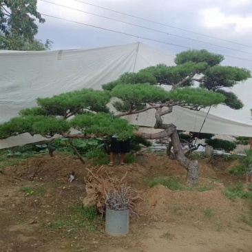 造型松
