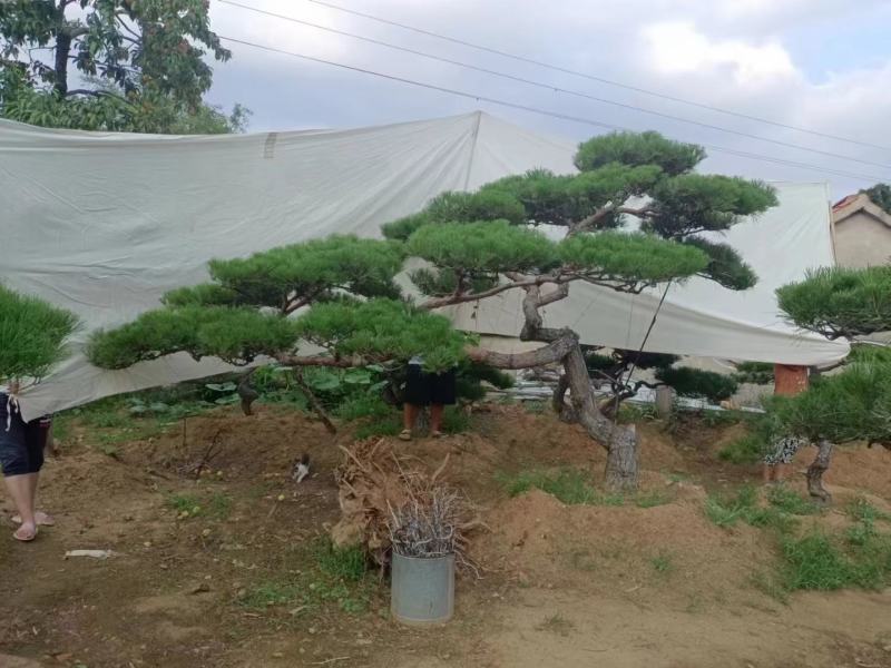 造型松