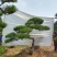 造型松