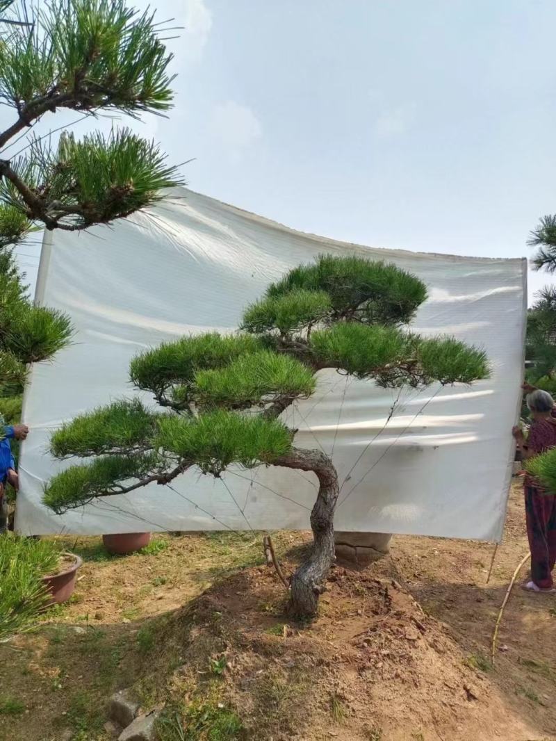 造型松