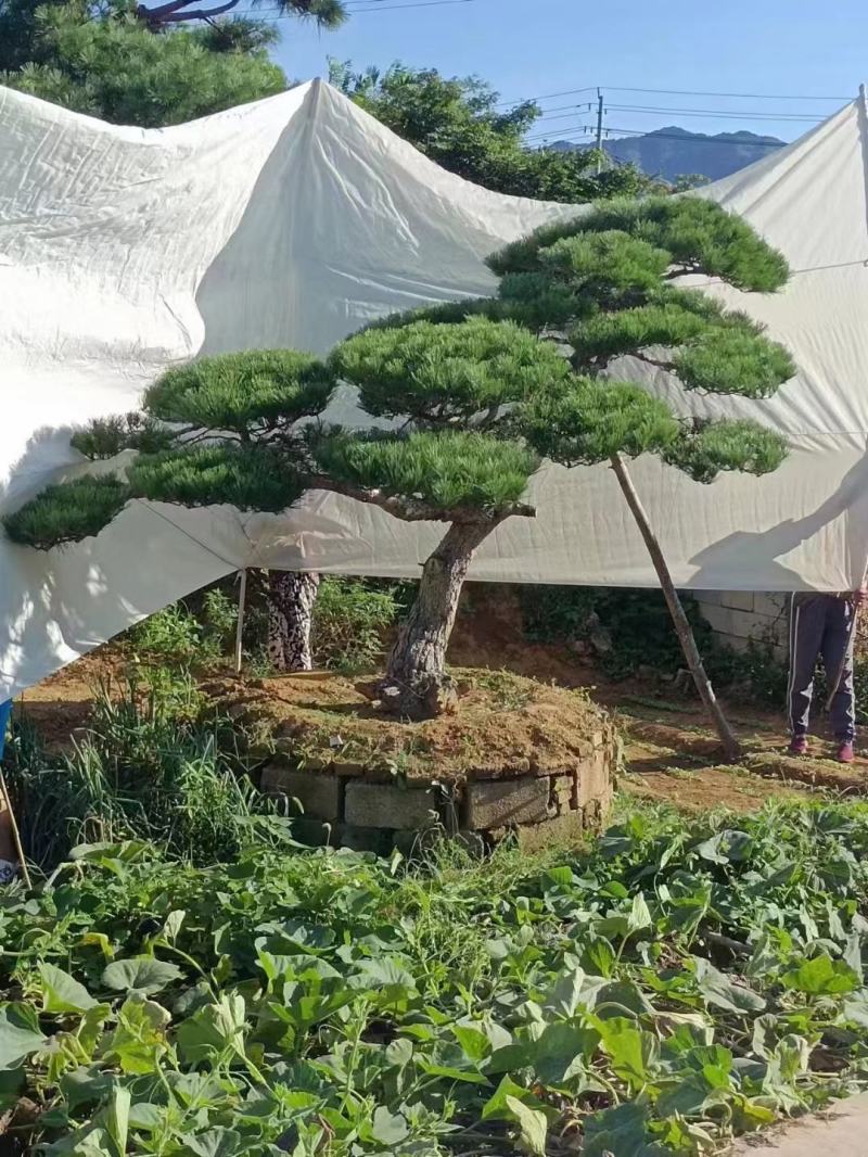 造型松