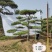 造型松